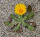 Calendula arvensis