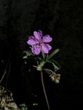 Geranium tuberosum