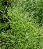 Foeniculum разновидность azoricum