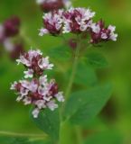 Origanum vulgare. Соцветие. Тверская обл., Пеновский р-н, луг на вершине моренной гряды у р. Кудь. 11.07.2009.