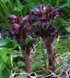 Orobanche gamosepala