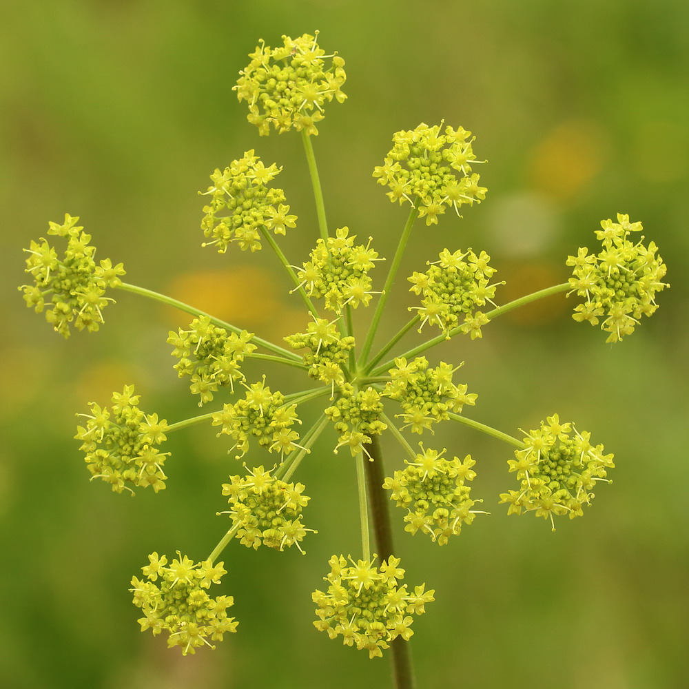 Изображение особи Heracleum sibiricum.