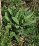 Betonica officinalis