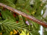 Sequoia sempervirens