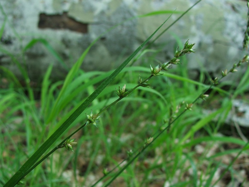 Image of Carex divulsa specimen.