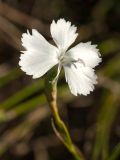 Dianthus ciliatus ssp. dalmaticus