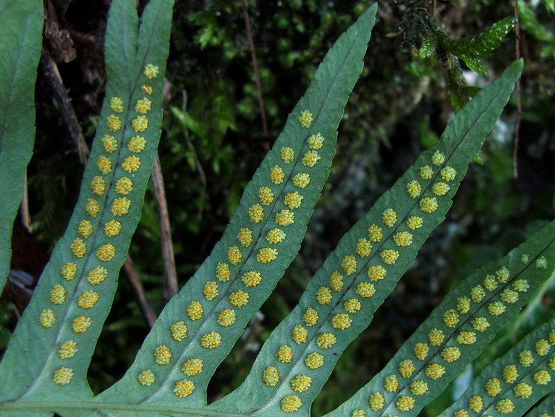 Изображение особи Polypodium cambricum.