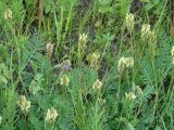 Astragalus inopinatus