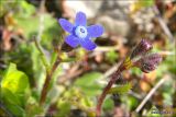 Anchusa stylosa