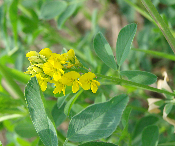 Изображение особи Medicago falcata.