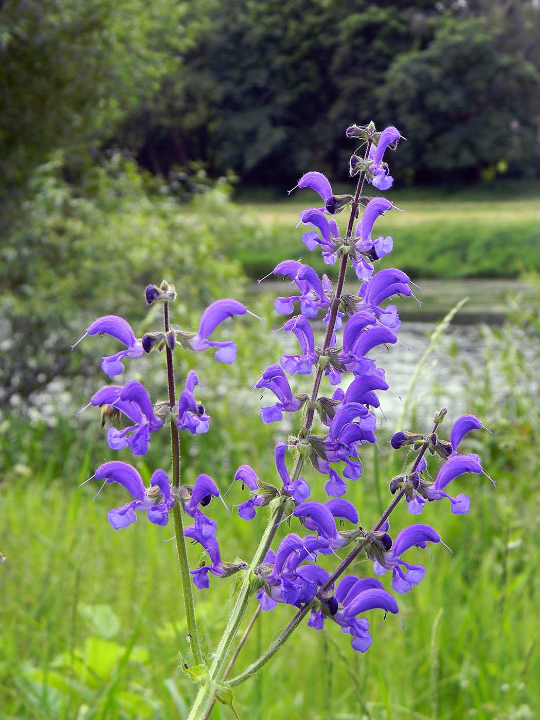 Изображение особи Salvia pratensis.