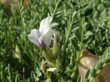 Oxytropis hystrix. Часть растения с соцветием и плодом. Казахстан, Восточно-Казахстанская обл., Зайсанский р-н, 19 км ВСВ пос. Сарытерек (быв. Пржевальское, быв. Киндирлик); предгорья хр. Сайкан, полоса адыров, долина р. Калмакпай, около 1000 м н.у.м.; петрофитная пустынная степь на эрозионном склоне долины. 31.05.2016.