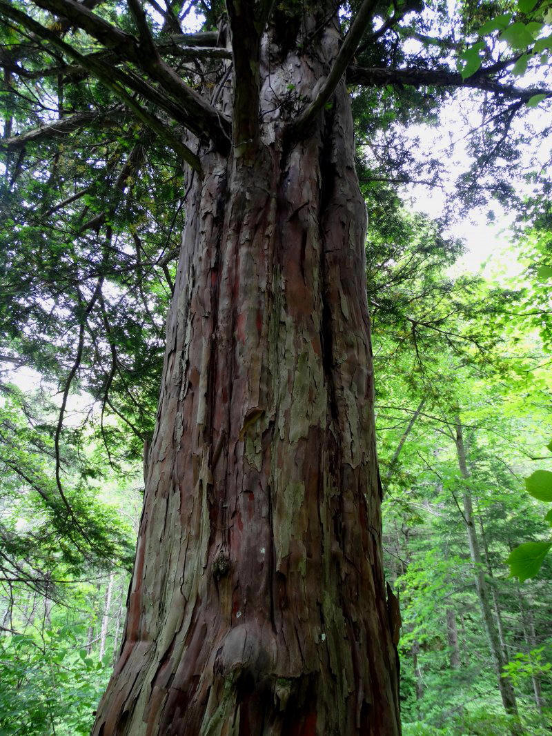 Изображение особи Taxus cuspidata.