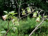 Codonopsis lanceolata. Побег с цветками на сухой ветви дерева. Приморье, окр. г. Находка, на лесной поляне. 19.08.2016.