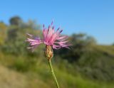 Centaurea caprina. Верхушка побега с соцветием (Centaurea koktebelica Klokov). Крым, городской округ Феодосия, окр. пгт Коктебель, ковыльная степь. Июль 2016 г.