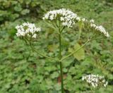 род Valeriana. Верхушка цветущего растения. Краснодарский край, Адлерский р-н, окр. пос. Красная Поляна, гора Аибга, пик Чёрная Пирамида, альпийский луг, выс. ≈ 2000 м н.у.м. 19.09.2016.