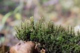 Bryum moravicum