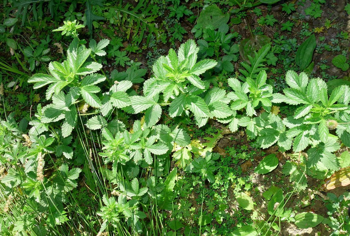 Изображение особи Potentilla norvegica.