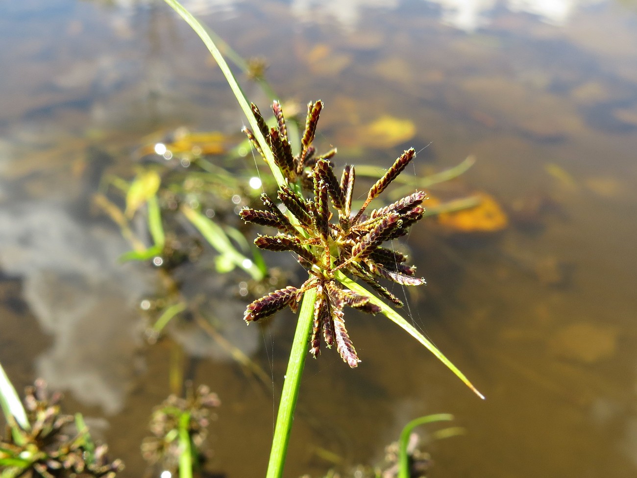 Изображение особи Cyperus fuscus.