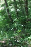 Pimpinella tripartita