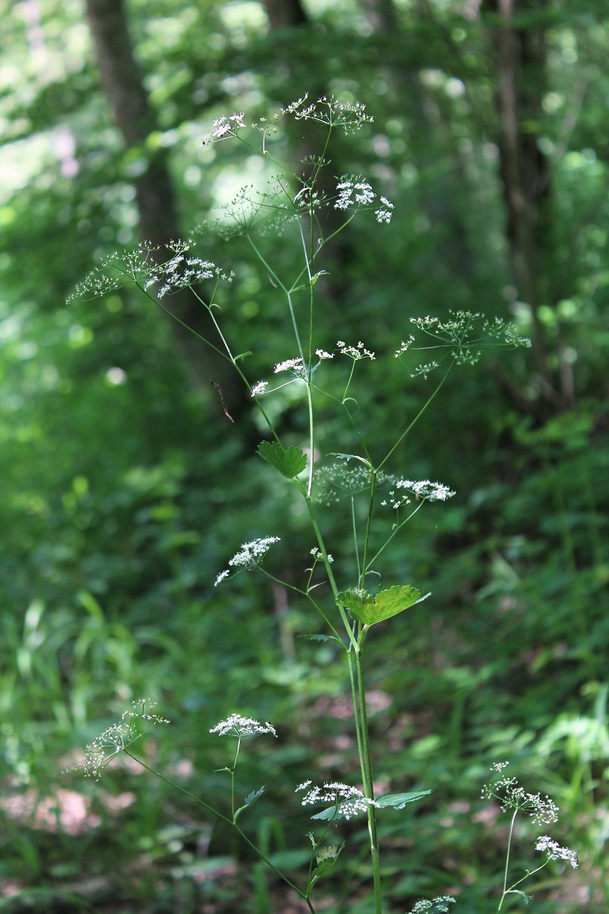 Изображение особи Pimpinella tripartita.