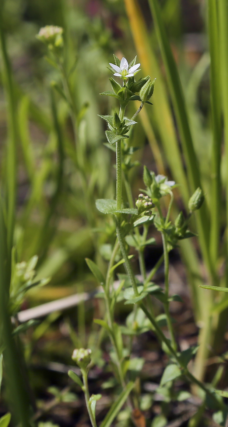 Изображение особи Arenaria uralensis.