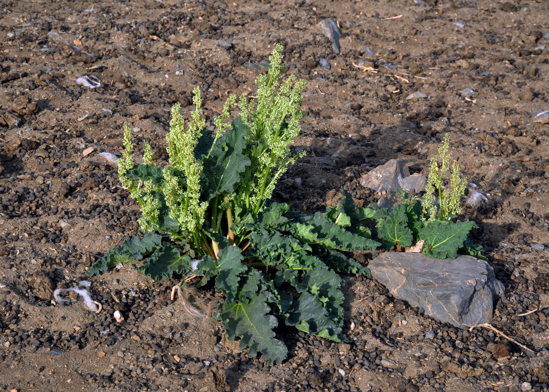 Изображение особи Rheum rhabarbarum.