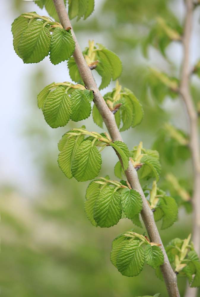 Изображение особи Ulmus minor.