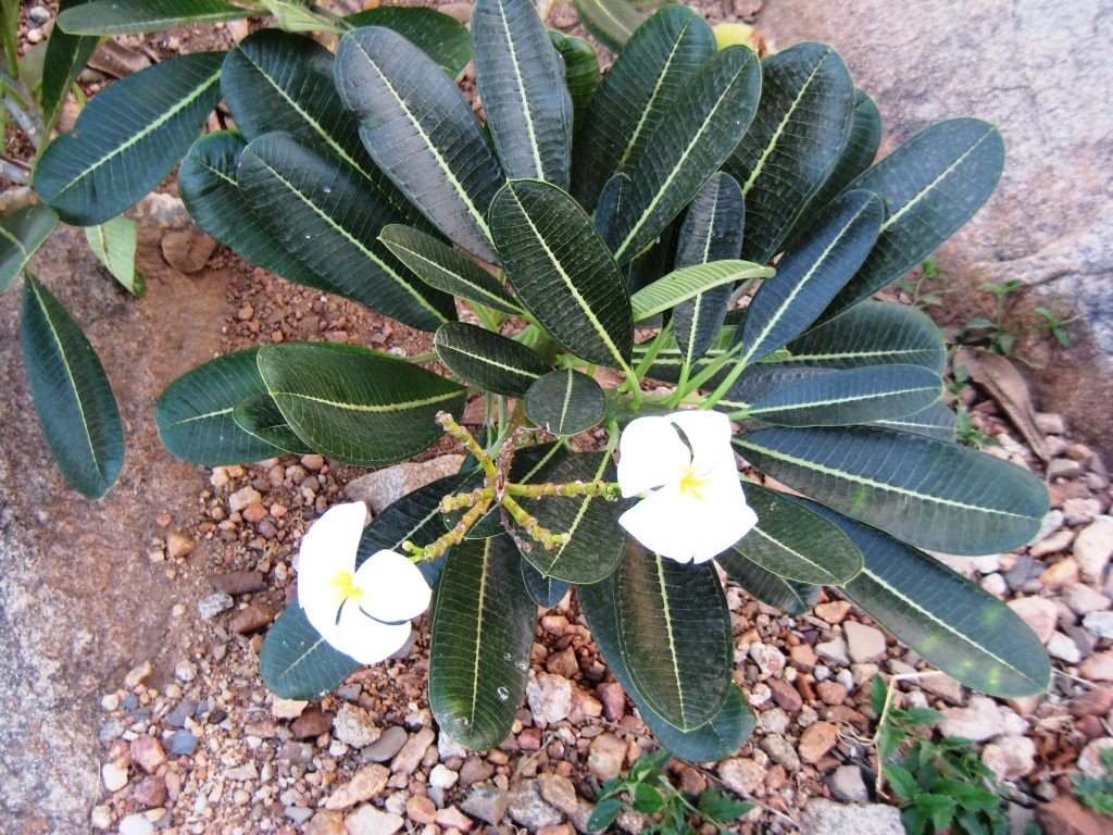 Изображение особи Plumeria obtusa.