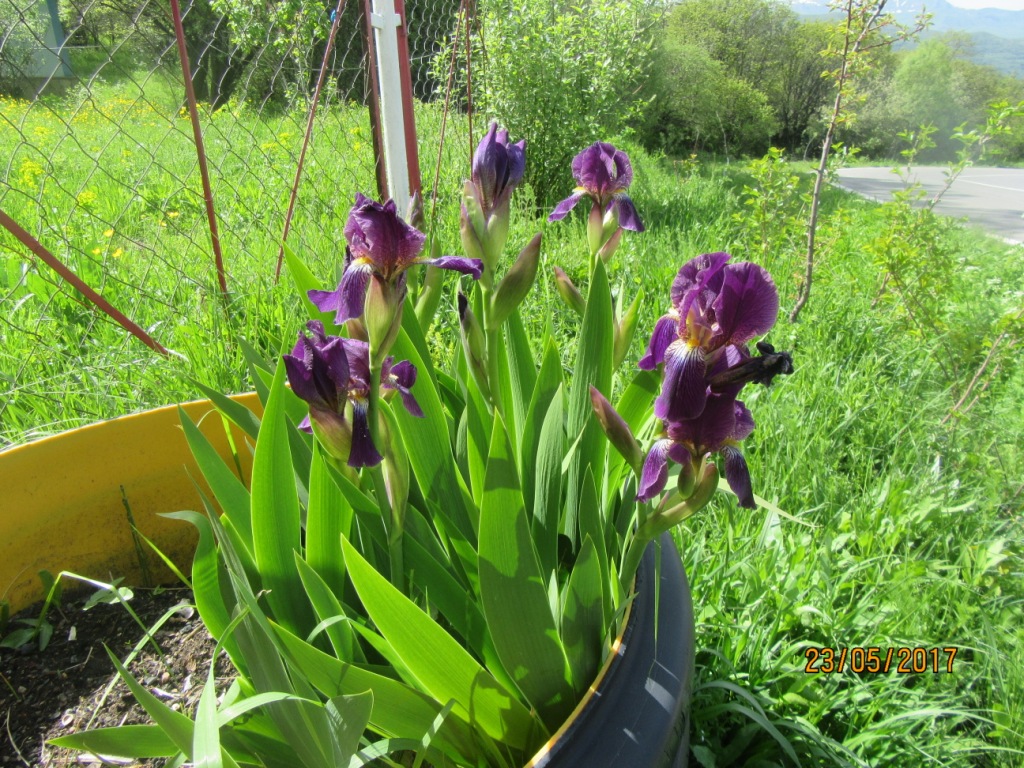 Изображение особи Iris purpureobractea.