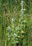 Althaea officinalis. Цветущее растение. Южный Урал, Челябинская обл., Аркаим. 18.07.2008.