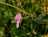 Dicentra spectabilis. Часть побега с цветком. Пермь, Свердловский р-н, в озеленении двора. 29 августа 2017 г.