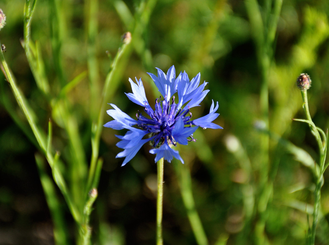 Изображение особи Centaurea cyanus.