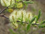 Salix bebbiana. Часть ветви с мужскими соцветиями. Магаданская обл., г. Магадан, окр. мкр-на Пионерный, склон каменистой сопки. 09.06.2018.