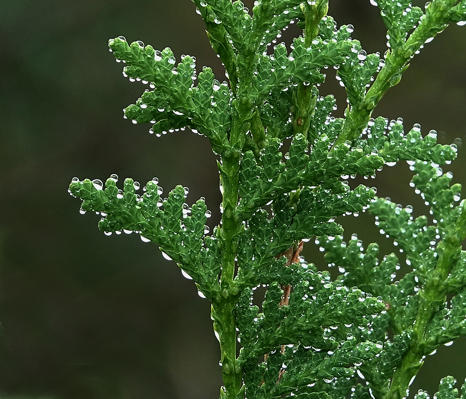 Изображение особи Thuja occidentalis.