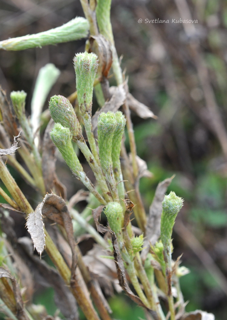 Изображение особи Cirsium setosum.