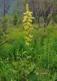 Veratrum lobelianum. Цветущее растение. Алтай, Катунский хребет, берег оз. Среднее Мультинское, ≈ 1600 м н.у.м., влажный луг на берегу озера. 03.07.2018.