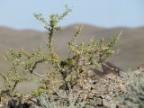 Salsola arbusculiformis. Вегетирующий кустарник. Казахстан, Кызылординская обл., Шиелийский (Чиилийский) р-н, восточные окр. с. Шиели (Чиили) в р-не карьера Баламурун; Сырдарьинский Каратау, Северо-Западный Каратау, холмогорный массив Карамурын; чёрнобоялычниковая пустыня на щебнистом панцире пологосклонного увала, выс. 275 м н.у.м. 12 июня 2018 г.