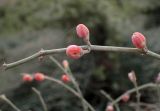 Ephedra foeminea