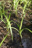 Scirpus sylvaticus