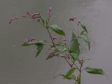 Persicaria lapathifolia