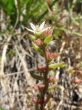 Sedum pentapetalum. Верхушка цветущего и плодоносящего растения. Казахстан, Зап. Тянь-Шань, Таласский Алатау, запов. Аксу-Жабаглы, каньон Аксу, южн. склон, 1550 м н.у.м. 14 июня 2019 г.