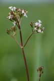 Valeriana tuberosa. Верхушка растения с соцветиями. Ростовская обл., Азовский р-н, окр хут. Лагутник, пойменный луг. 07.05.2020.