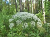 Laserpitium latifolium