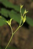 Aconitum puchonroenicum