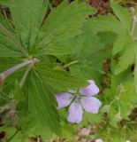 Geranium sylvaticum. Стеблевой лист и цветок. Тверская обл., Весьегонский р-н, ур. Пьяная поляна, сосновый лес. 4 июня 2020 г.