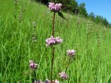 Phlomoides tuberosa. Часть генеративного побега. Томск, правый борт долины р. Малая Киргизка, южный склон, остепнённый луг. 08.07.2009.