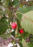 Crataegus submollis. Часть побега со зрелыми плодами. Ставропольский край, Будённовский р-н, с. Покойное, в культуре. 18.09.2010.