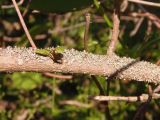 Viburnum lantana. Часть скелетной ветки, покрытой лишайниками. Украина, Николаевская обл., окр. села Трикраты, Арбузинский каньон, в кустарнике. 30.05.2021.