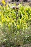 Cirsium vulgare. Плодоносящее растение. Ленинградская обл., Выборгский р-н, Финский залив, о-в Вихревой, злаковая луговина на скале. 09.08.2020.